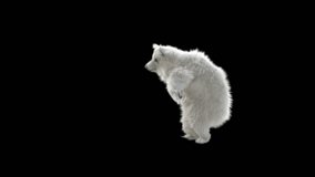 White Bear Dancing CG fur 3d rendering animal realistic composition 3d mapping cartoon, Animation Loop, Included in the end of the clip with Alpha matte.