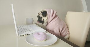 Cute pug dog dressed in funny pink costume, watching interesting engaging content, media, movie with laptop, notebook at cozy kitchen at home. Sitting at the table with a donut. Funny dog concept