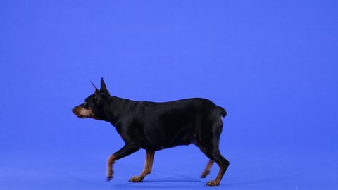 The Miniature Pinscher runs past the camera from right to left. Pet in the studio on a blue background. Slow motion. Close up.