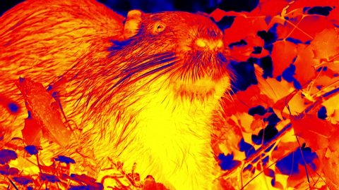 Wild nutria night feeding in scientific high-tech thermal imager on night background. Demonstration of chewing mechanics in a rodent with elongated incisors (gnawing mammals, Rodentia). Ethology