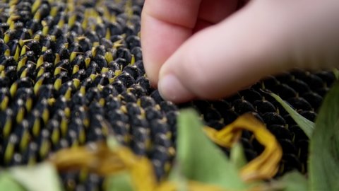 Woman's hand taking sunflower seed from sunflower, slow motion in high resolution
