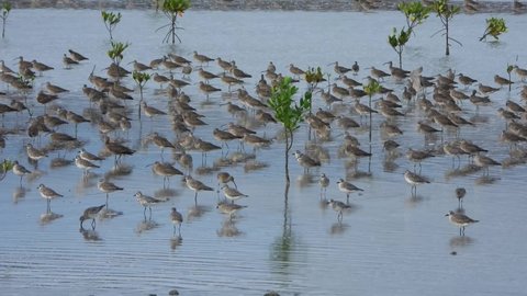 Flocks of shorebirds standing on mudflats filled with water and small mangrove between them 