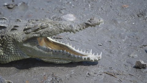Large American alligator taking sun.