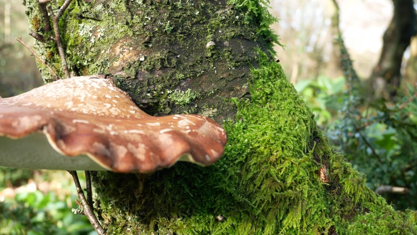 Wild Autumn mushroom fungi growing on woodland mossy forest tree trunk closeup dolly left