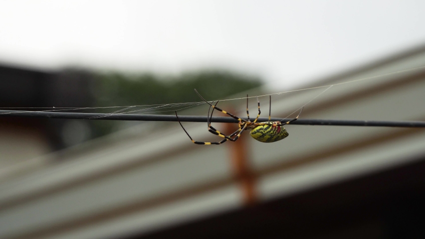 Joro Spider Crawling On Wire To His Cobweb - Trichonephila Clavata. - close up