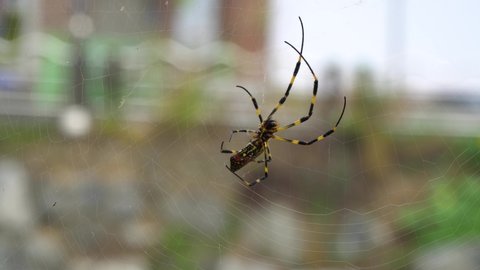 Joro spider, Banana spider weaving web close-up female
