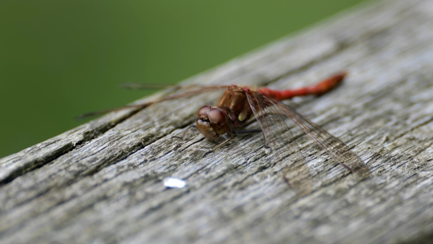 dragonfly macro shot multifaceted eyes