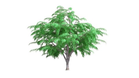 Growing tree on white background (with alpha matte, cg animation).3d animation green leaf tree growth.Albizia tree grows from small to large.
