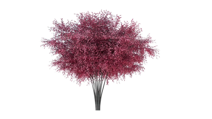 Barberri tree moving in the wind on white background with alpha matte.3D realistic tree isolated with alpha channel to be used for architecture visualization or motion graphics or any other video. | Shutterstock HD Video #1067255608