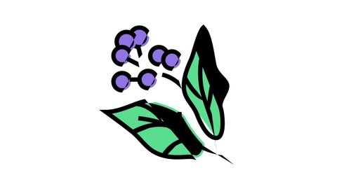 Aromatherapy Herbs Icon Animation Lavender And Peppermint, Ginger And Frankincense, Patchouli And Chamomile Aromatherapy