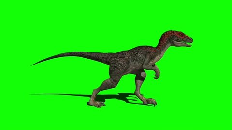 Velociraptor Dinosaur Walking on Green Screen
