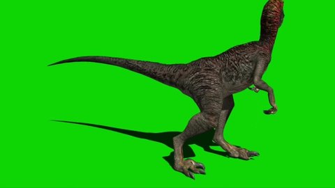 Velociraptor Dinosaur Roaring on Green Screen