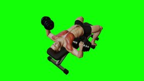 3D Animation 4K Video showing Bodybuilding exercise at gym, Muscular man doing Dumbbell Bench Press workout with anatomy of muscles highlighted in red on a green screen background chroma key.
