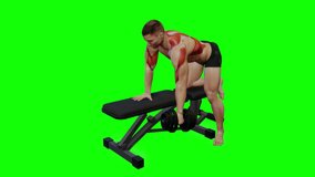 3D Animation 4K Video showing Bodybuilding exercise at gym, Muscular man doing One Arm Dumbbell Bent Over Row workout, anatomy of muscles highlighted in red on a green screen chroma key.