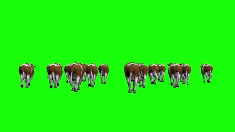 Cows Herd Walking on Green Screen