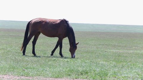 Beautiful horse walking and eating grass in summer on a field in the steppe