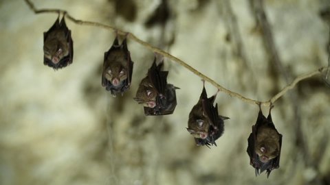 Five pairs of Bats hanging from a tree root