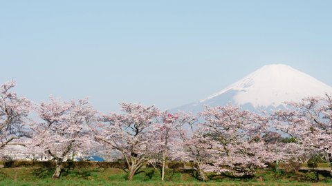 Mt. Fuji over a Row Cherry Trees in Bloom (Panning)