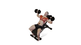 3D Animation 4K Video showing Bodybuilding exercise at gym, Muscular man doing Incline Dumbbell Bench Press workout, anatomy of muscles highlighted in red on a white background.
