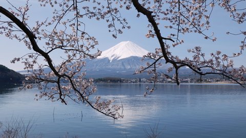Mt. Fuji Reflected in a Lake over Cherry Blossoms (Zoom In)