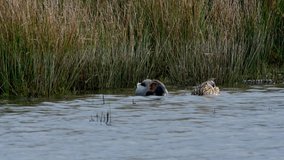 Pair of Mallard Duck, Anas platyrhynchos in habitat