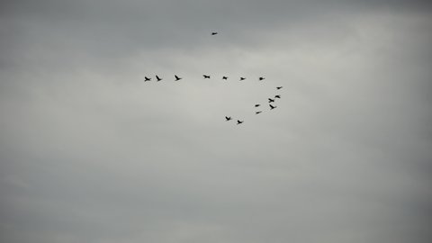 a flock or school of migratory birds flies under a cloudy sky after rain, over the sea along the coast