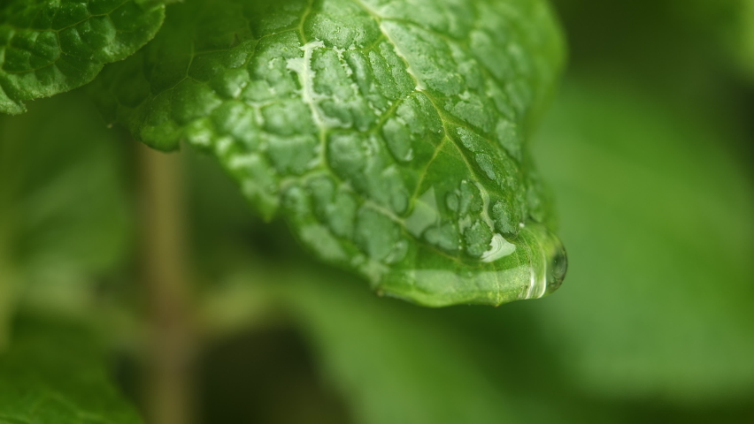 Water Droplet Dripping from Fresh Mint Leaf. Home Garden in Macro and Slow Motion | Shutterstock HD Video #1067280973