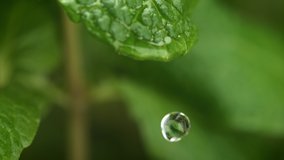 Water Droplet Dripping from Fresh Mint Leaf. Home Garden in Macro and Slow Motion - Powered by Shutterstock - Get 15% off with code: PIKWIZARD15