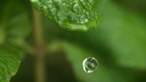 Water Droplet Dripping from Fresh Mint Leaf. Home Garden in Macro and Slow Motion