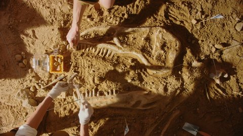 Top-Down View: Paleontologists Cleaning Tyrannosaurus Dinosaur Skeleton. Archeologists Discover Fossil Remains of New Predator Species. Archeological Excavation Digging Site. Static Close-up Shot
