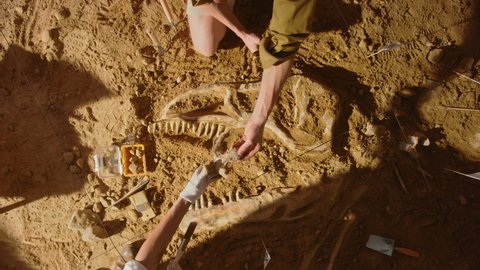Top-Down View: Paleontologists Cleaning Tyrannosaurus Dinosaur Skeleton. Archeologists Discover Fossil Remains of New Predator Species. Archeological Excavation Digging Site. Zoom out Shot