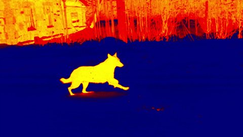 dog running through the snow and a snowfall. Scanning the animal's body temperature with a thermal imager. Super slow motion 1000 fps