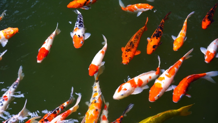 A Group of Koi or Stock Footage Video (100% Royalty-free) 1067288431
