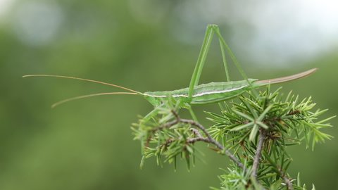 Grasshopper (Saga Pedo) close up