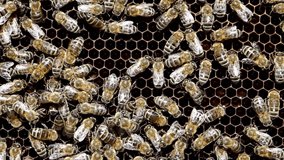 Bees work on honeycomb with honey in the hive in SLOW MOTION HD VIDEO. Swarm of insect (Apis mellifera) in apiary close-up. Organic BIO farming, animal rights, back to nature concept. Close-up.