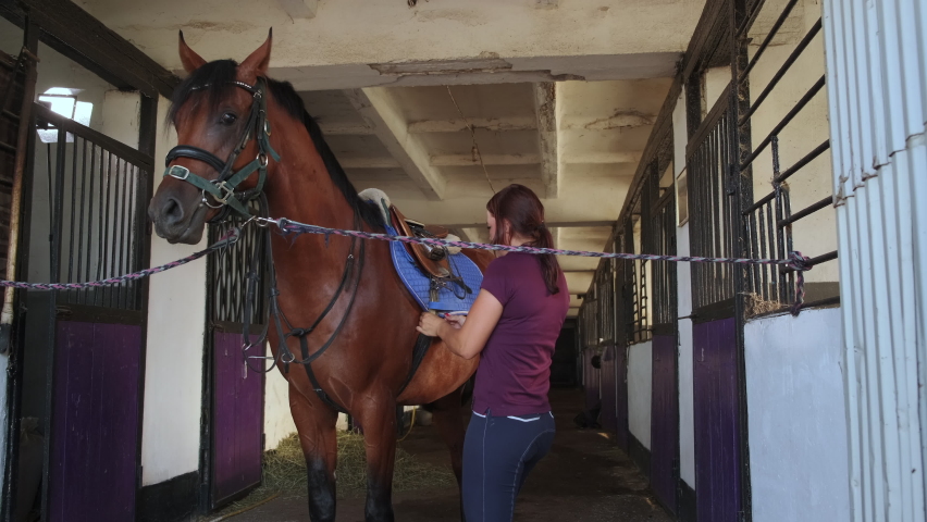 Sporty female is fastening saddle on brown horse standing in corridor of stable. Equine tied to the grate of a stall. Care, preparing for riding. Slow motion | Shutterstock HD Video #1067294980