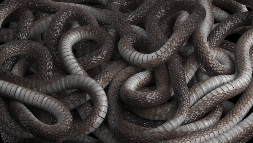 Many snakes crawl over each other. Looping background of wriggling snakes. Royalty-Free Stock Footage #1067297326