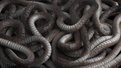Many snakes crawl over each other. Looping background of wriggling snakes.