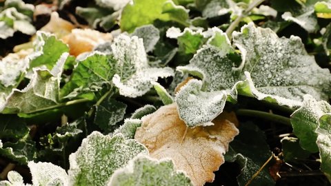 Frost on the leaves of winter rapeseed. Leaves of winter rape. Green leaf of winter rape. Snow on a green leaves of rape. Biofuel concept