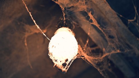 flickering spooky Light Bulb Covered In windy Cobwebs 