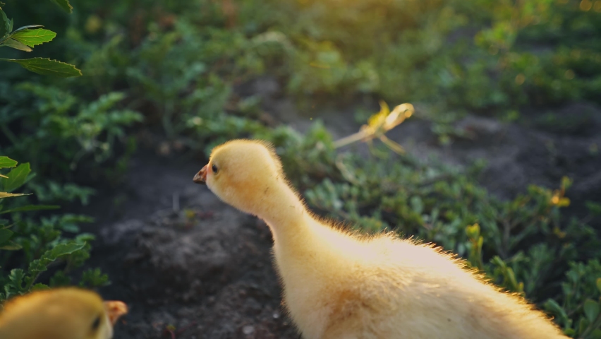 Gosling on a green lawn. Bird in the backyard. Farming. Cub of geese in the pasture in the rays of the rising sun. Portrait of a golden chick. Poultry keeping. Goose farm.