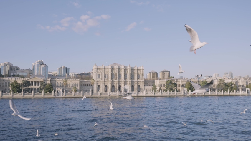 Amazing sea coastline and the city with white facade houses on blue cloudy sky background. Action. Flock of birds seagulls soaring above rippled water. 