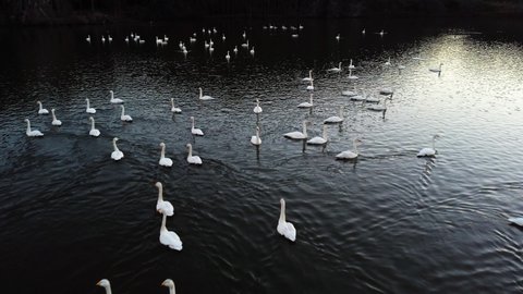 A flock of swans swimming in the lake