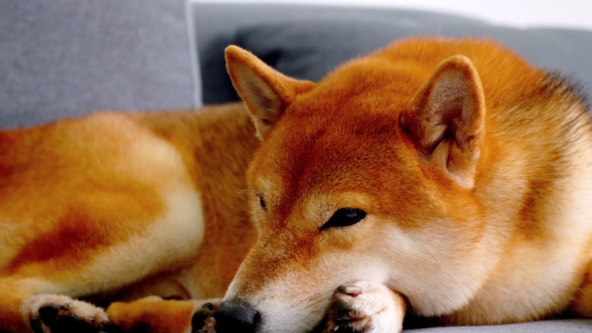 Close up of Cute Shiba Inu dog lying on a sofa at home. | Shutterstock HD Video #1067316280