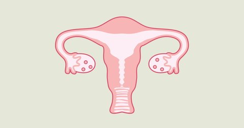 Educational video on how ovulation and menstruation occur in the female body. The reproductive system in women. Uterus, vagina, vagina, eggs, ovaries are drawn with the correct anatomical shape