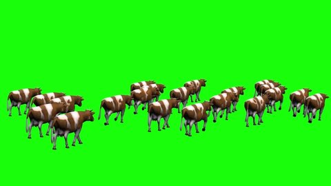 Cows Herd Walking on Green Screen
