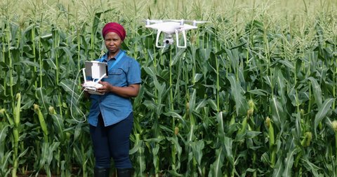 Close-up portrait view Black African female agronomist farmer using modern technology monitoring a corn crop with a drone