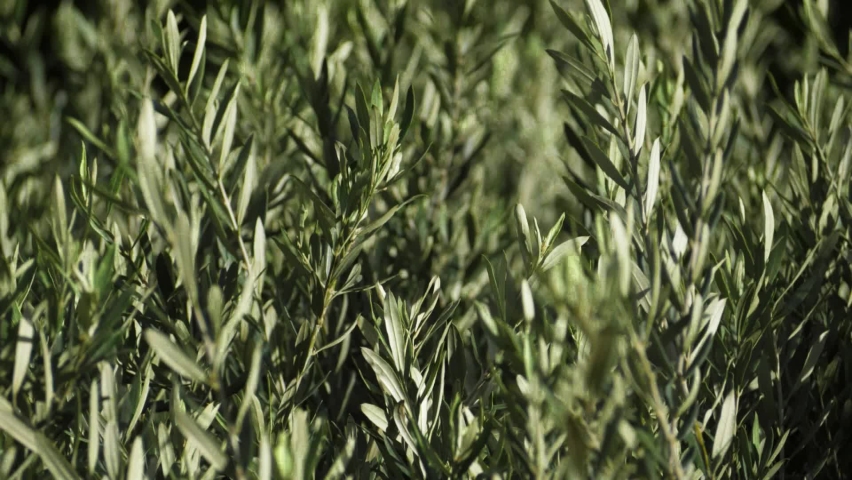 young olive trees close up, small local farm in Europe. olive tree plants for sale in spring. trees cultivated for olive oil, fine wood, leaves, ornamental reasons, and the olive fruit. Royalty-Free Stock Footage #1067340514