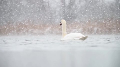 Mute swan in beautiful snow scenary