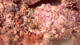 Underwater footage of a coral reef teeming with life in Bali, Indonesia